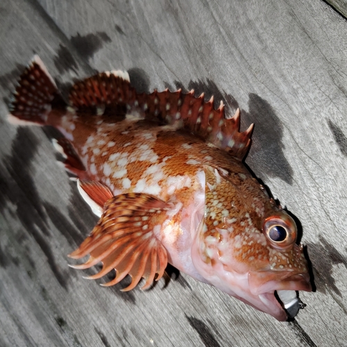 カサゴの釣果