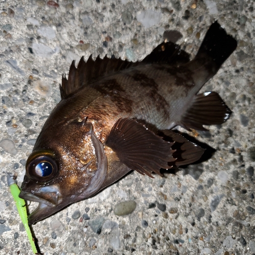 メバルの釣果