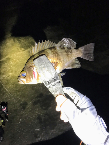 アカメバルの釣果