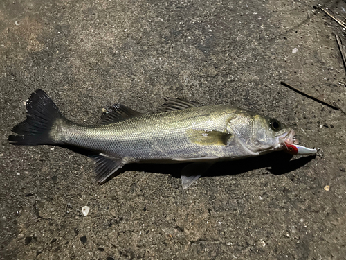 スズキの釣果