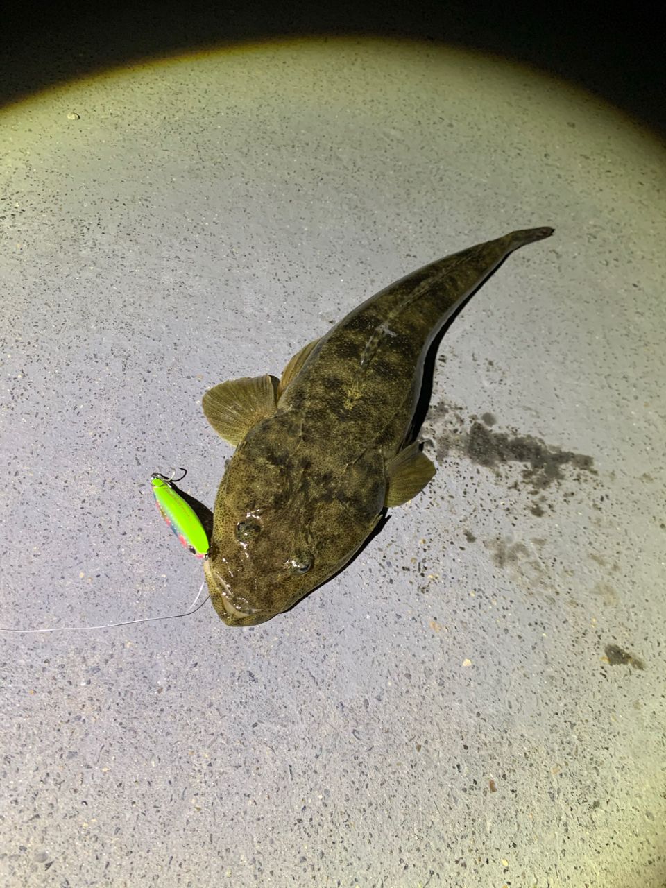 マゴチ