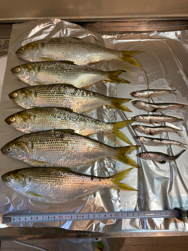 コノシロの釣果