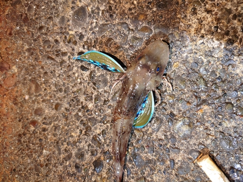 ホウボウの釣果