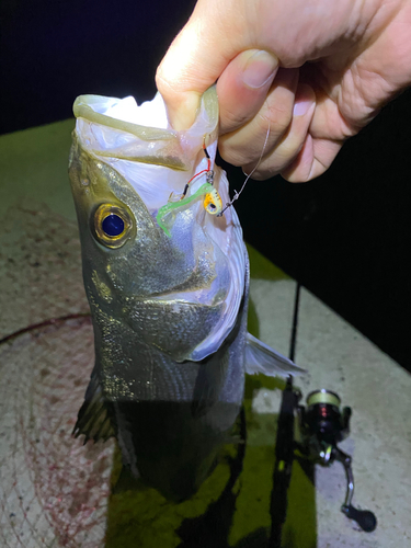 シーバスの釣果