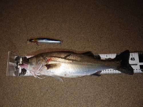 フッコ（マルスズキ）の釣果