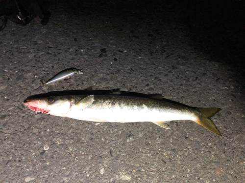 カマスの釣果