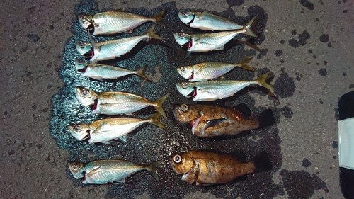 アジの釣果