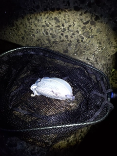コウイカの釣果