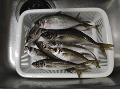 アジの釣果