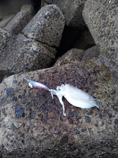 コウイカの釣果