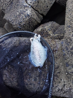 コウイカの釣果