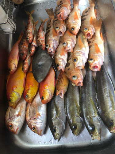 オキメバルの釣果