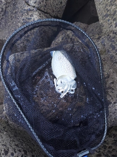 コウイカの釣果