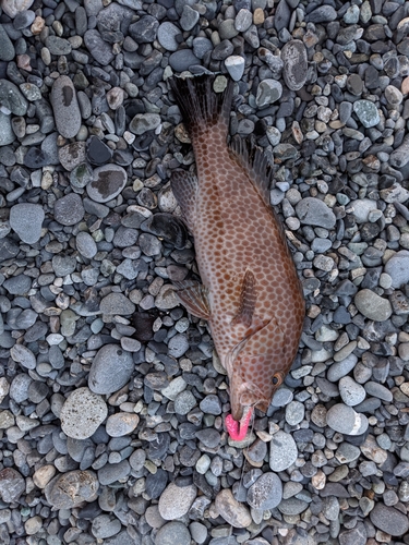 オオモンハタの釣果