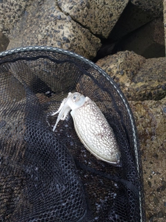 コウイカの釣果