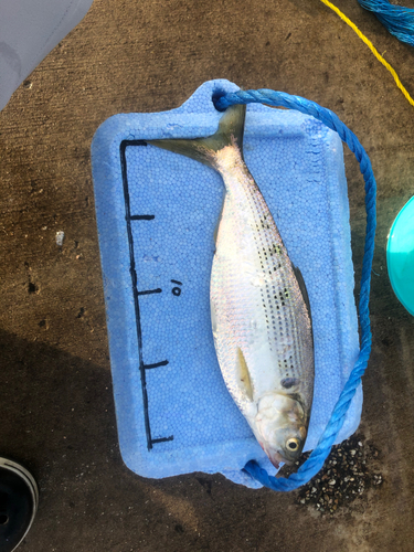 コノシロの釣果