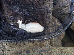コウイカの釣果