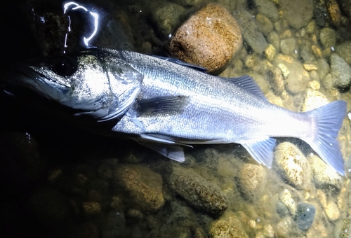 セイゴ（マルスズキ）の釣果