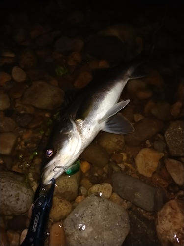 セイゴ（マルスズキ）の釣果