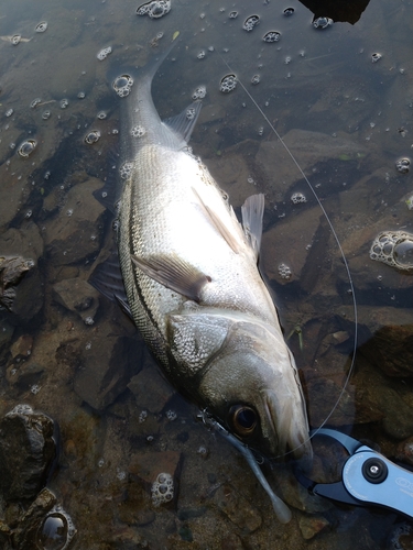 セイゴ（マルスズキ）の釣果