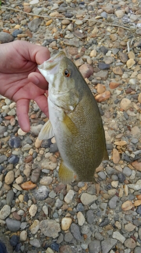 スモールマウスバスの釣果