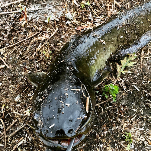 マナマズの釣果