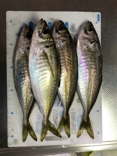 アジの釣果