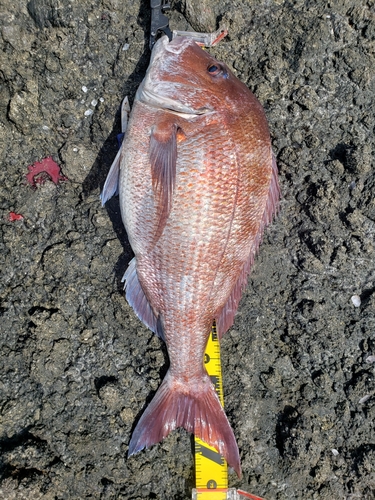 マダイの釣果