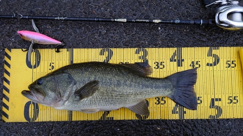 ブラックバスの釣果