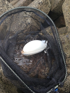 コウイカの釣果