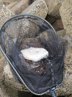 コウイカの釣果