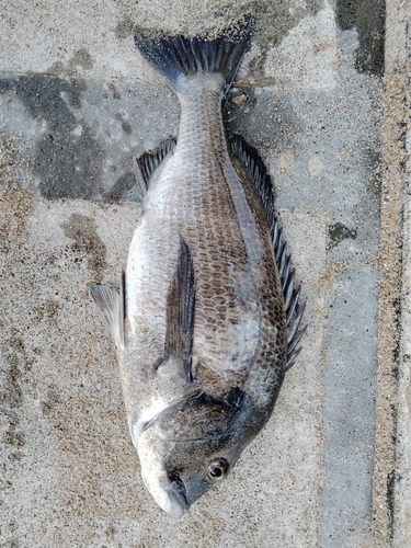 クロダイの釣果