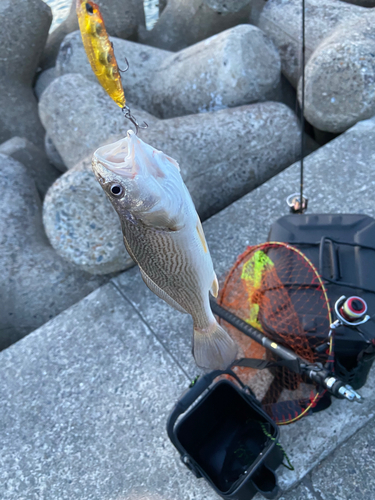 イシモチの釣果