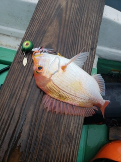 レンコダイの釣果