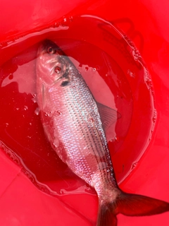 コノシロの釣果