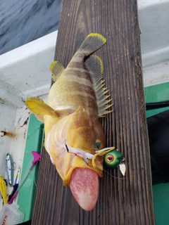 レンコダイの釣果