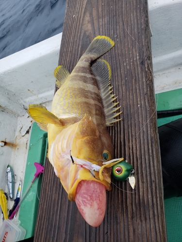 レンコダイの釣果