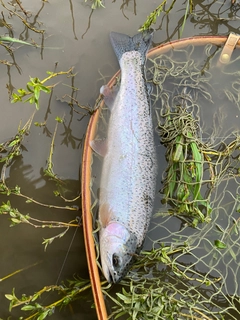 ニジマスの釣果