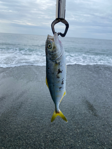 ワカシの釣果