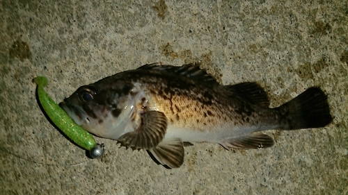 クロソイの釣果