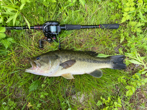 ブラックバスの釣果