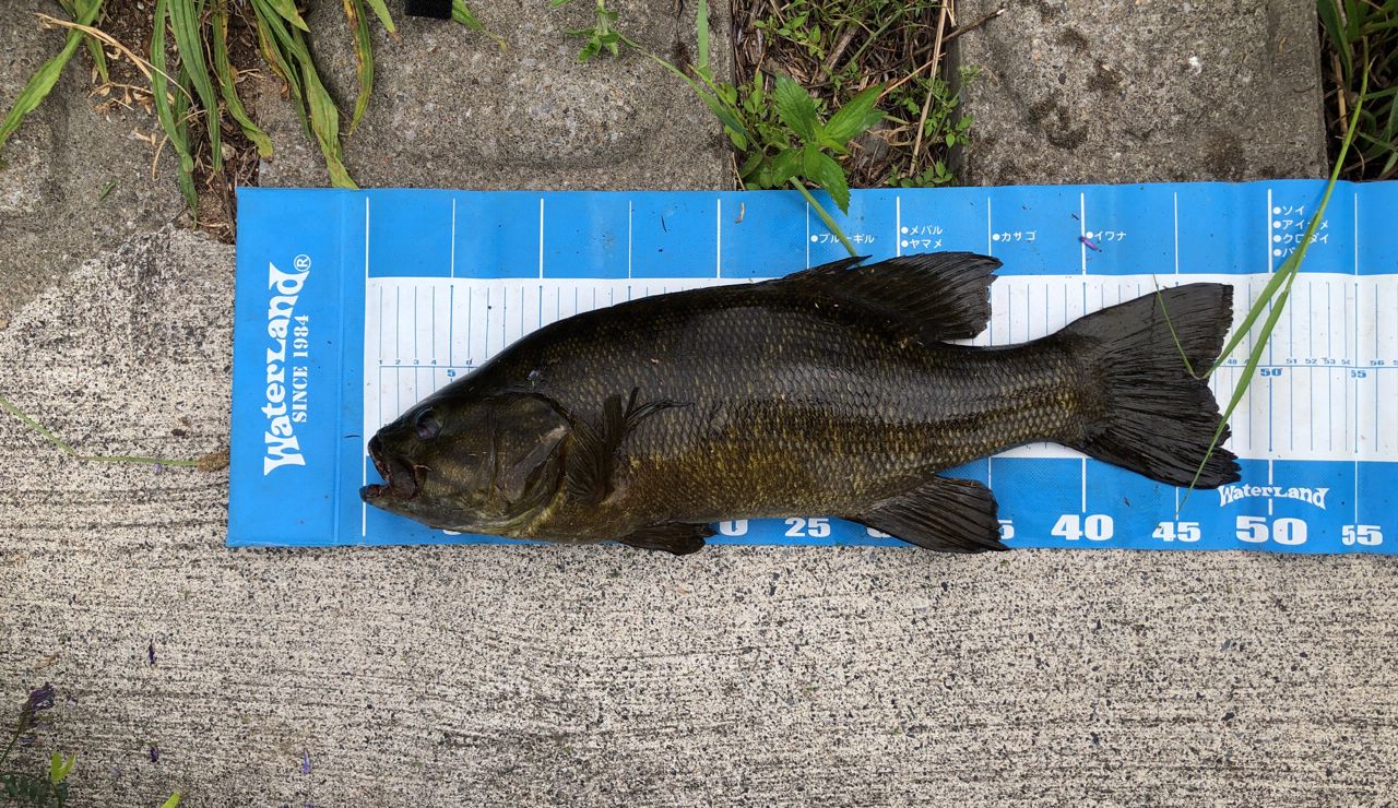 スモールマウスバス