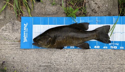 スモールマウスバスの釣果