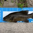 スモールマウスバス