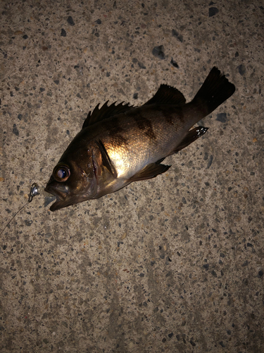 メバルの釣果