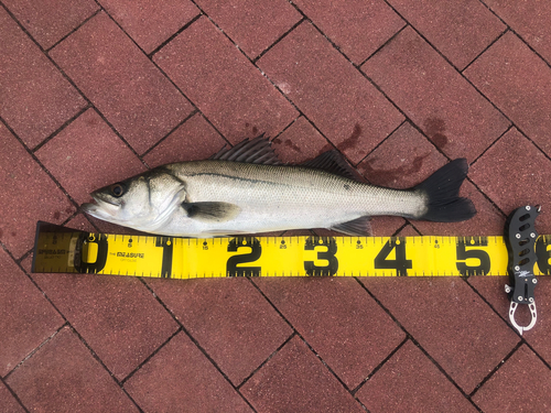 シーバスの釣果