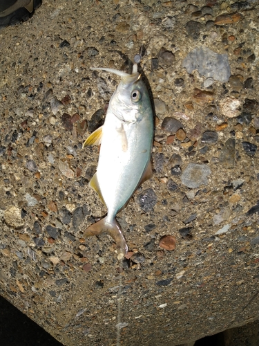 カンパチの釣果