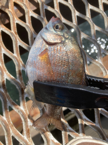 ウミタナゴの釣果