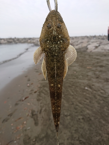 マゴチの釣果