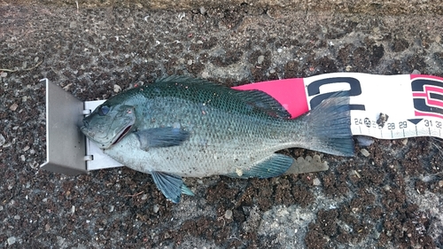 クチブトグレの釣果